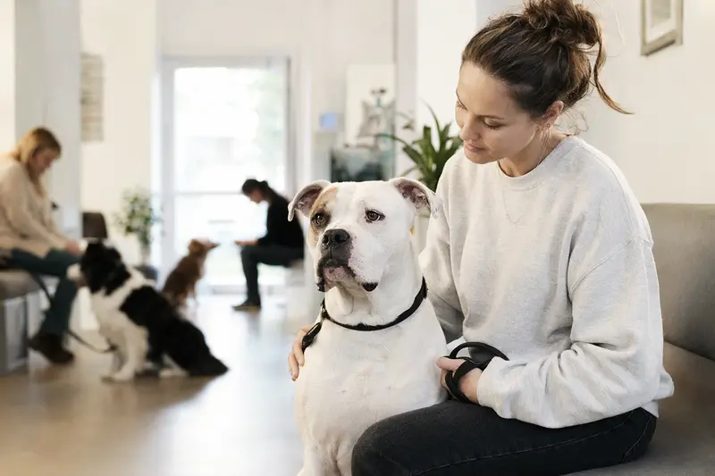 Eine ruhige Amerikanische Bulldogge sitzt neben ihrem Besitzer in einem modernen Wartezimmer einer Tierarztpraxis.